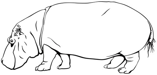 Hippopotamus or hippo