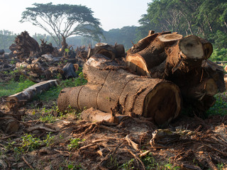 Fototapeta premium Tree choped 2