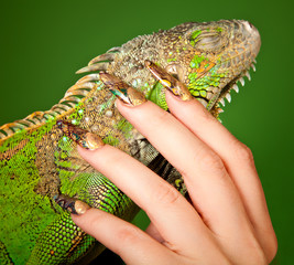 Female hand with beautiful manicure touching  a iguana