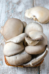 Mushrooms oyster mushrooms
