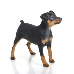 Miniature Pinscher