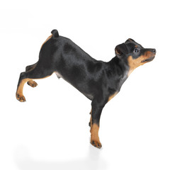Miniature Pinscher