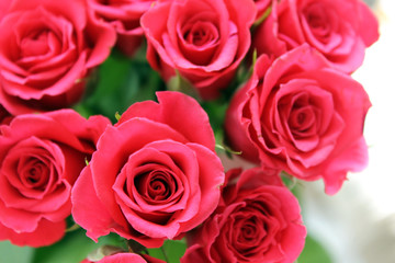 beautiful bouquet of pink roses