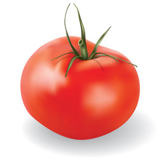 vector tomato isolated on white background