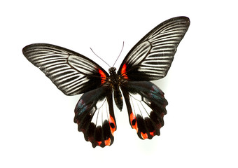 Exotic butterfly isolated on white background