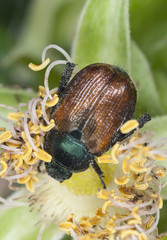 Garden Foliage Beetle, Phyllopertha horticola