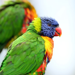 Rainbow Lorikeet, Trichoglossus haematodus