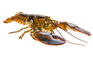 Raw lobster