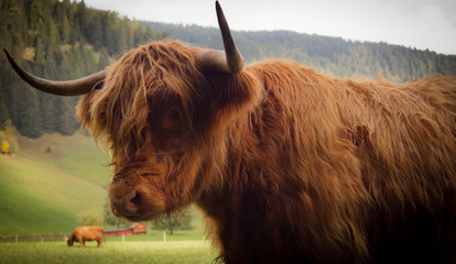 red bison on the side © SisterF