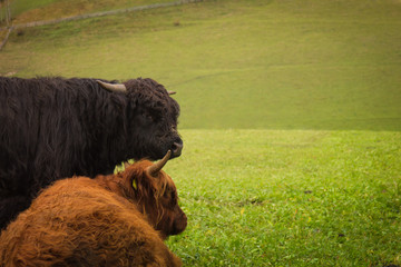 two bisons at rest © SisterF
