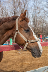 Fototapeta premium Horse portrait in spring in the paddock