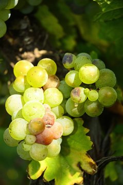 Weintrauben