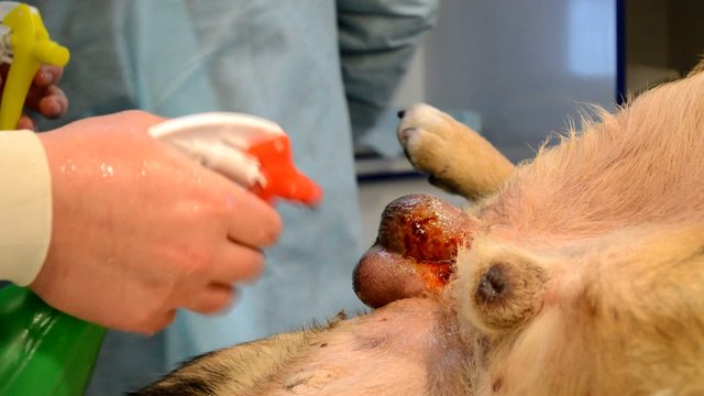 castration dogs, preparing the operative field