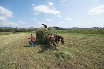 Obraz premium farmers at work in Transylvania, Romania