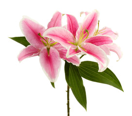 beautiful pink lily, isolated on white