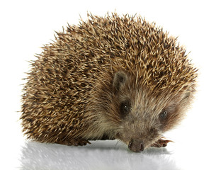 Hedgehog, isolated on white