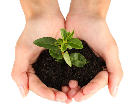 woman's hands holding a plant growing out of the ground,