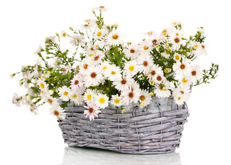beautiful bouquet of white flowers in basket isolated on white