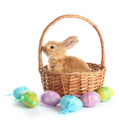 Fluffy foxy rabbit in basket with Easter eggs isolated on white
