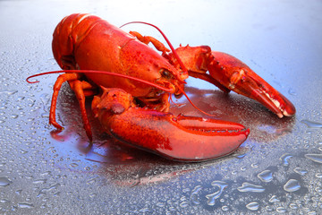 Red lobster on blue background