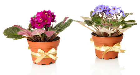 Bright saintpaulias in flowerpots, isolated on white