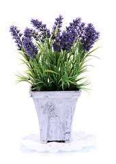 Beautiful lavender in wooden pot isolated on white