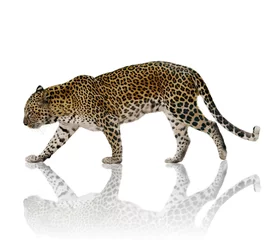 Foto auf Acrylglas Leopard © SunnyS