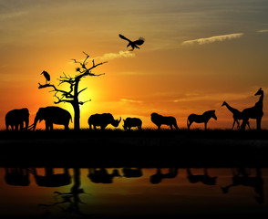 Plakat Afrykańskie zwierzęta