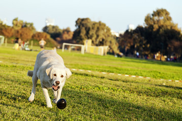 Labrador Fetching Chew Toy in Park