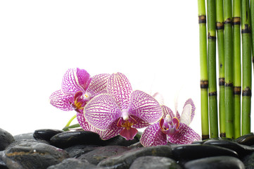 bamboo grove and pink orchid on pebble