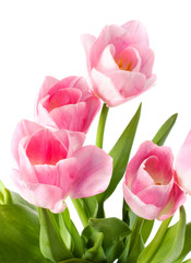 Bouquet of tulips. Isolated on white background