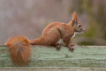 Red european squirrel sitting on top of green fence