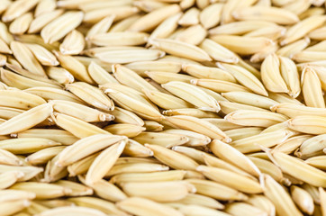 Paddy rice