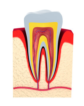 Section of the tooth. pulp with nerves and blood vessels.