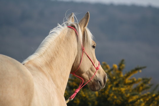 Quarter Horse palomino avec un licol rose