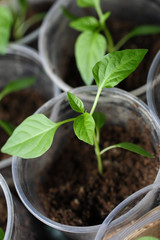 Green seedling growing out of soil