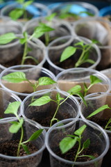 Green seedling growing out of soil