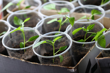 Green seedling growing out of soil