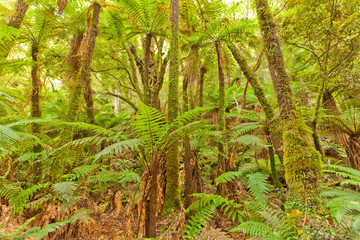 Obraz premium Fern tree rainforest wilderness Otago New Zealand