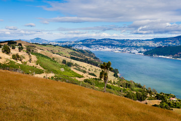 Fototapeta na wymiar Port Otago w Dunedin i Nowa Zelandia Wyspa Południowa