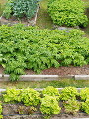Raised beds of various vegetable plants potatoes