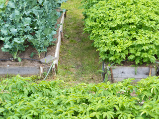 Raised beds of vegetable plants potatoes broccoli