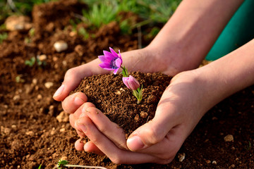 handful of soil and flower buds