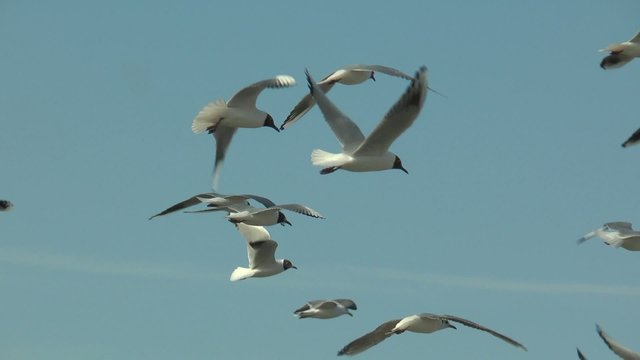 ciel bleu et mouettes