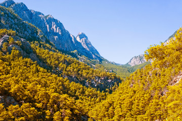 mountain forest