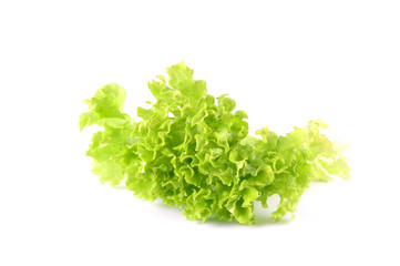 Lettuce salad leaf on a white background