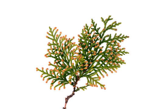 Thuja twig isolated on a white background