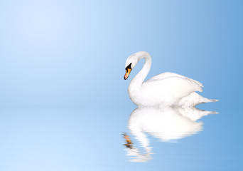Obraz na płótnie Canvas Mute swan
