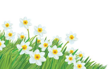Vector of daffodil flowers isolated.
