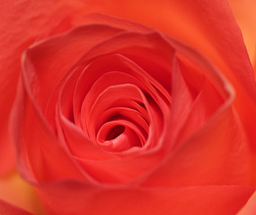 Centre of a rose